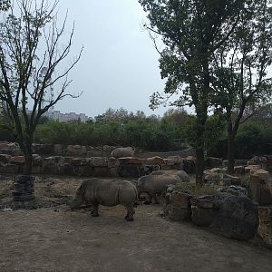 White Rhino Drive-Through