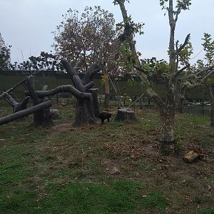 Sun Bear Drive-Through