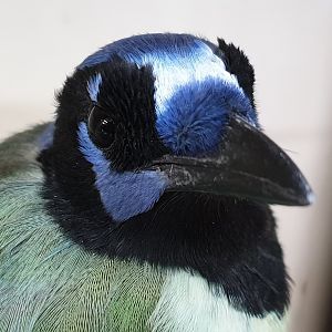 Green jay