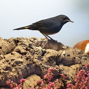 White-bellied redstart