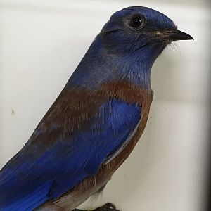 Western bluebird - male