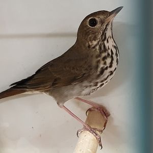 Hermit thrush