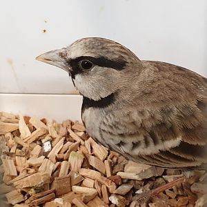 Ashy-crowned sparrow-lark
