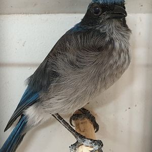 South Mexican jay
