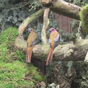 Red-headed trogons - pair
