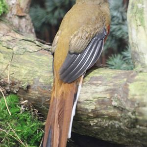 Red-headed trogon - female