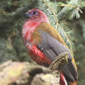 Red-headed trogon - male