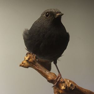 Plumbeous water redstart