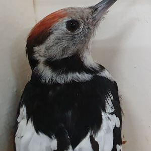 Middle spotted woodpecker - male