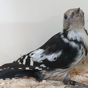 Middle spotted woodpecker - female