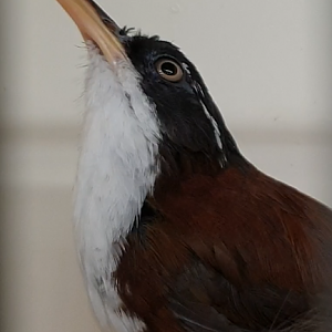 Scimitar-billed babbler ID