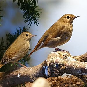 Rufous-tailed robins