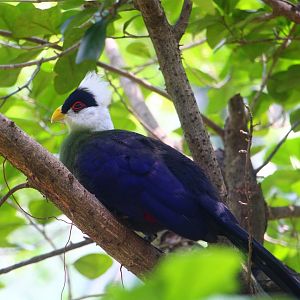 White-crested Turaco