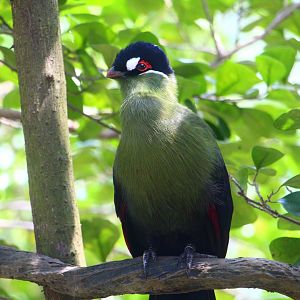 Hartlaub's Turaco