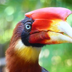 Rufous Hornbill