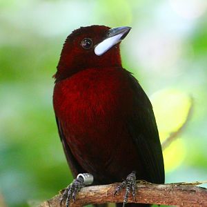 Silver-beaked Tanager
