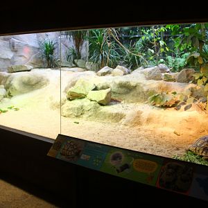 Tortoise Shell-ter - African habitat