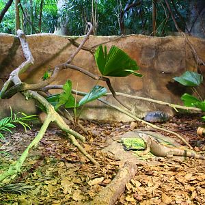 Tortoise Shell-ter - South American habitat