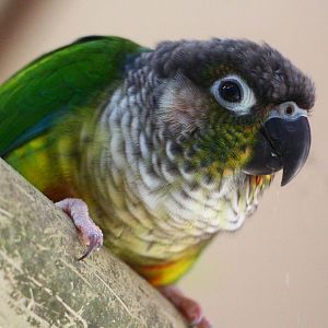 Green-cheeked Conure