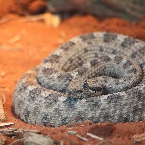 Reptopia - Sidewinder