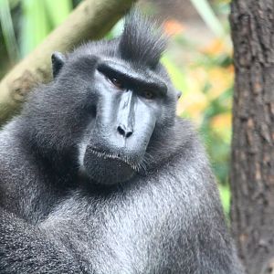 Sulawesi Crested Macaque