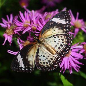 Fragile Forest - Leopard Lacewing (female)