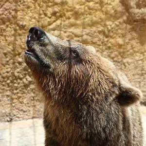 Brown bear - Wildlife Park Malta, June 2019