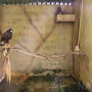 Harris hawk enclosure - Wildlife Park Malta, June 2019