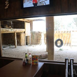 Lion enclosure: view from inside restaurant - Wildlife Park Malta, June 2019