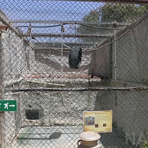 Rhesus macaque enclosure - Wildlife Park Malta, June 2019