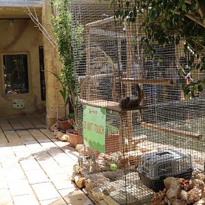 Young baboon enclosure - Wildlife Park Malta, June 2019
