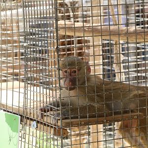 Young solitary baboon - Wildlife Park Malta, June 2019