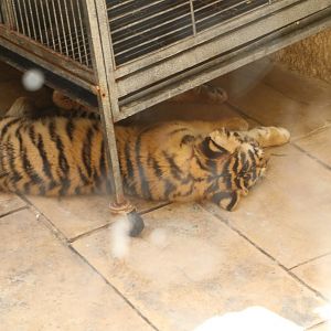 Tiger cubs - Wildlife Park Malta, June 2019