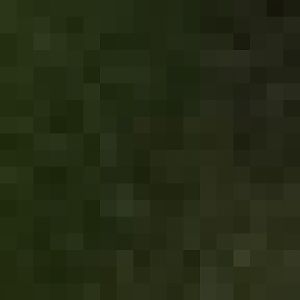 not so little Red pandas