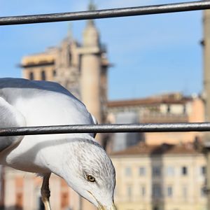 Tourist seagull and Trajan's column
