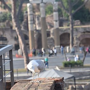 Tourist seagull and Roman Forum