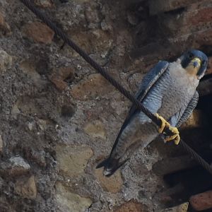 Peregrine falcon at the Baths of Caracalla