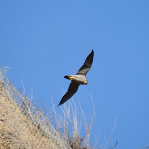 High-speed flight lesson