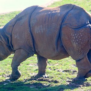 Indian rhinoceros; Whipsnade; 2nd October 2019