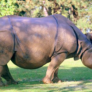 Indian rhinoceros; Whipsnade; 2nd October 2019