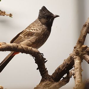 Red-vented bulbul