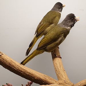 Collared finchbill bulbuls