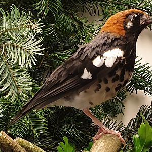 Chestnut-capped thrush - Goekichla interpres