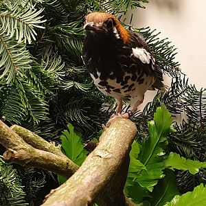 Chestnut-capped thrush - Geokichla interpres