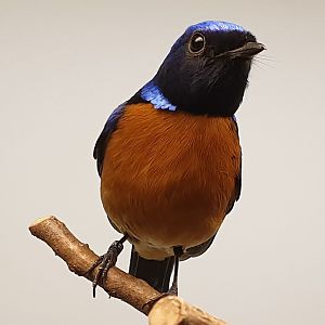 Rufous-bellied niltava - Niltava sundara