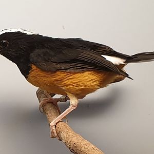 White-crowned shama - Kittacincla stricklandii