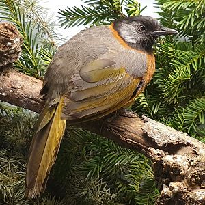 Collared laughing thrush - Trochalopteron yersini