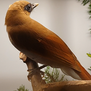 Buffy laughing thrush