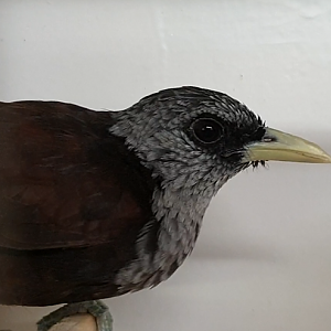 Grey-crowned capuchin babbler