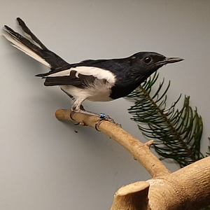 Oriental magpie-robin